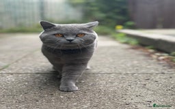 British Shorthair cats for sale: A charming and kind boy. - Advert 2