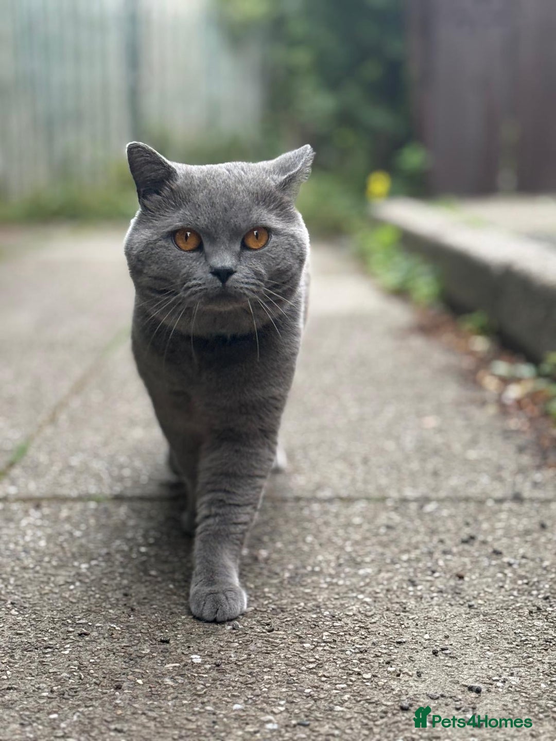 British Shorthair cats for sale: A charming and kind boy. - Advert 2