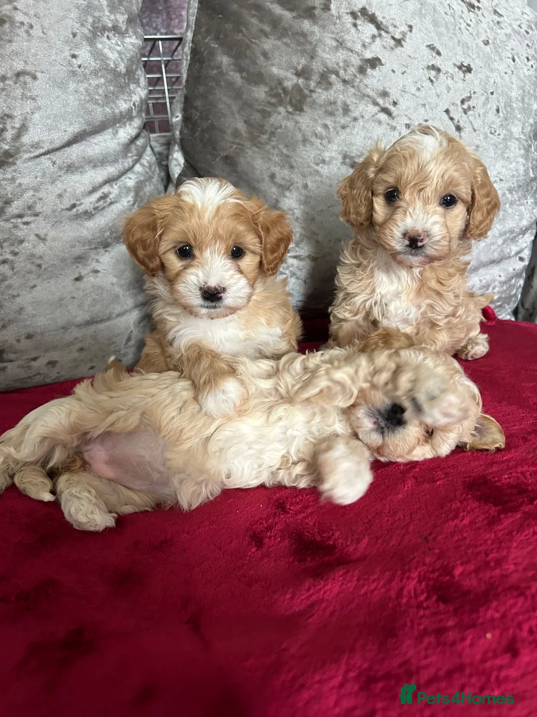 Maltipoo dogs for sale: adorable maltipoo puppies ready for a loving home - Advert 2