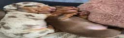 Miniature Dachshund dogs for sale: Miniature Dachshund pups for sale  - Advert 3