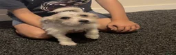 Mixed Breed dogs for sale: Pooh  - Advert 5
