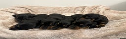 Dachshund dogs for sale: Dachshund pups black and tan - Advert 6
