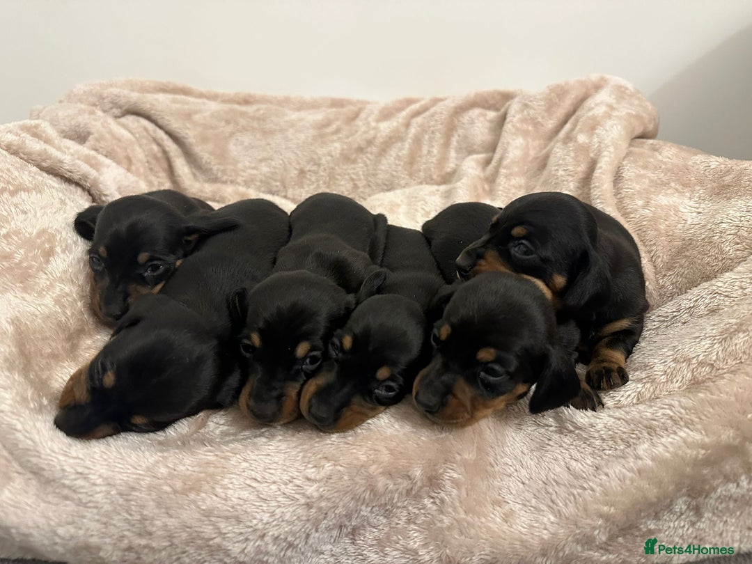 Dachshund dogs for sale: Dachshund pups black and tan - Advert 6
