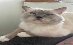 Ragdoll cats for sale: Absolutely stunning Ragdoll kittens for sale - Image 17