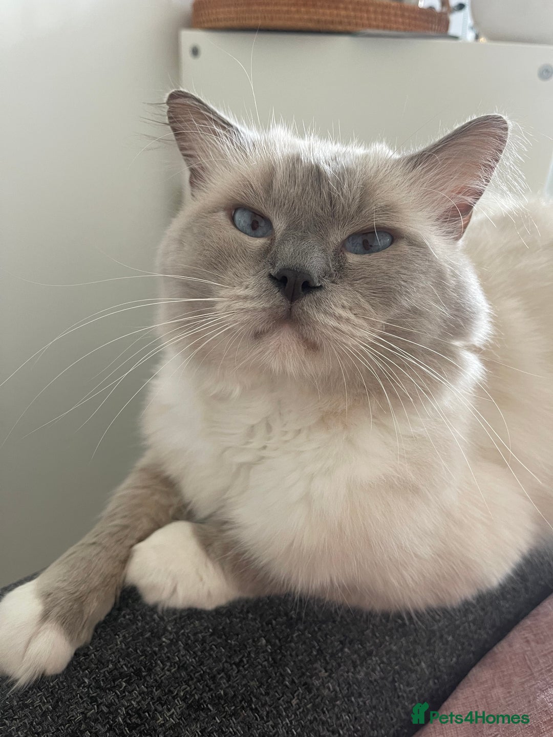 Ragdoll cats for sale: Absolutely stunning Ragdoll kittens for sale - Image 17