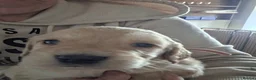 Mixed Breed dogs for sale: Dakota Sporting Retrievers.  health tested parents - Advert 3