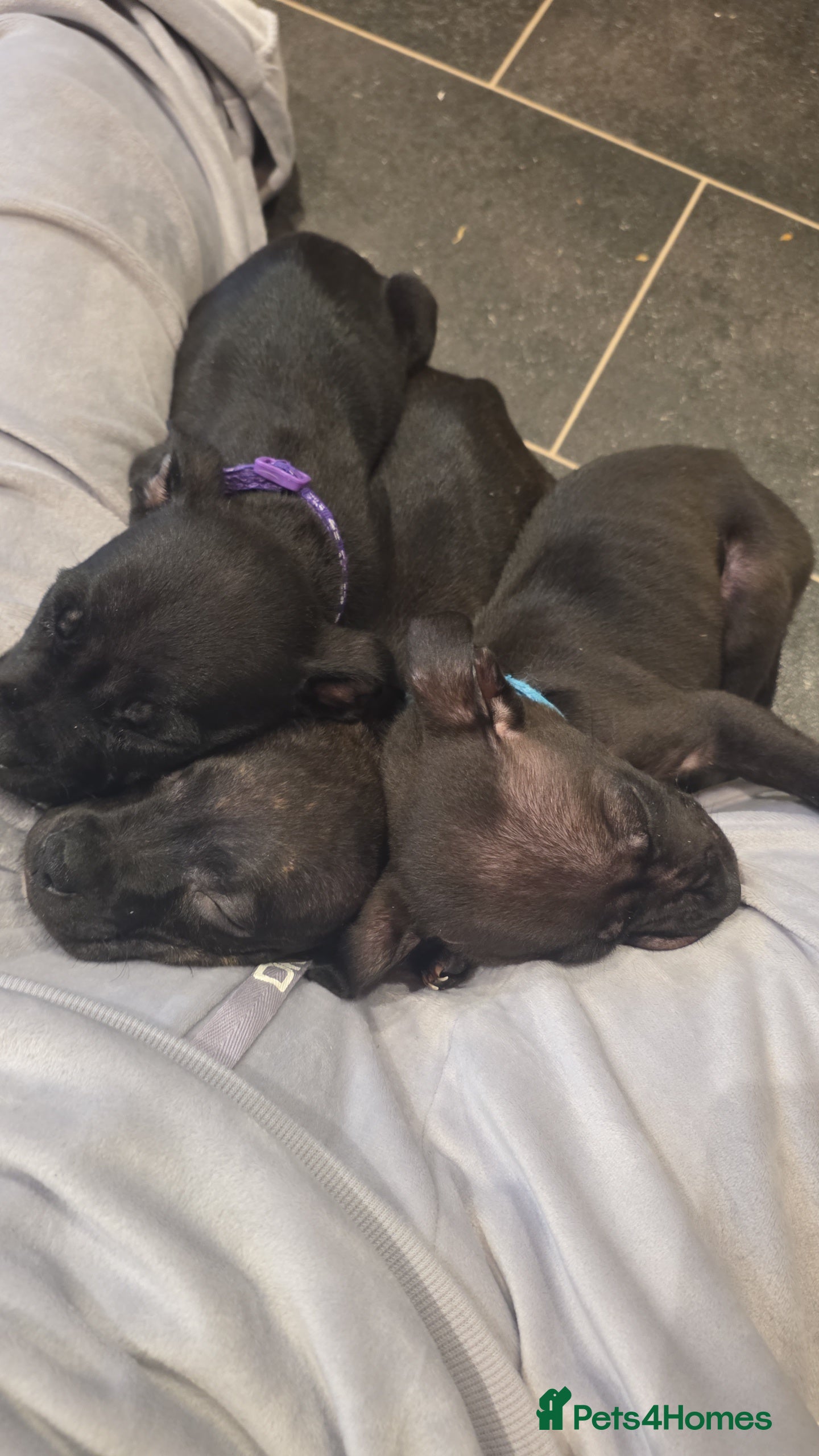 Mixed Breed dogs 1 male staffy cross puppy - Advert 17