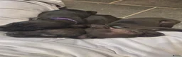 Mixed Breed dogs for sale: 1 male staffy cross puppy - Advert 1
