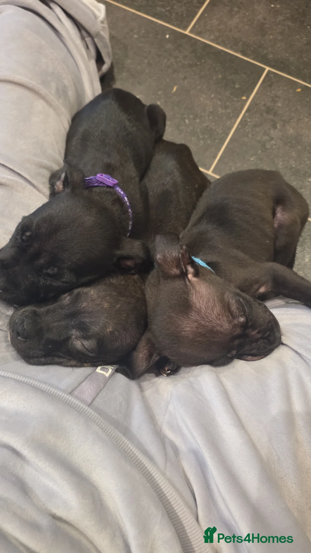 Mixed Breed dogs for sale: 1 male staffy cross puppy - Advert 1