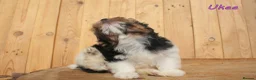 Biewer Terrier dogs for sale: ✨ Stunning Biewer & Merle Yorkies – Ready 09 Apr ✨ - Advert 10