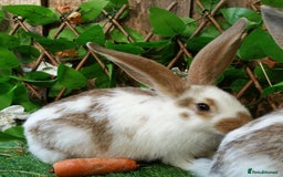 Continental Giant rabbits for sale: Giant Papillon Baby Boys  - Vaccinated - Reserve - Image 3