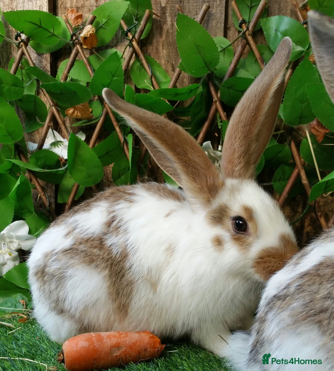Continental Giant rabbits for sale: Giant Papillon Baby Boys  - Vaccinated - Reserve - Image 3