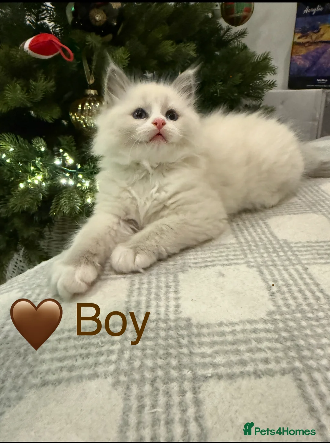 Ragdoll cats for sale: 💎🐾Beautiful Ragdoll Kittens🐾💎 - Advert 2