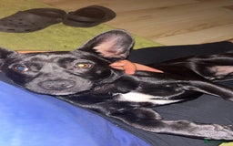 Mixed Breed dogs for sale: Fun, loving puppy - Image 2