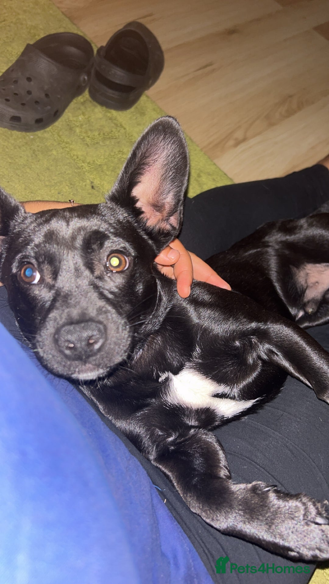 Mixed Breed dogs for sale: Fun, loving puppy - Image 2