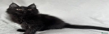 Maine Coon 2