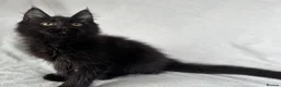 Maine Coon cats for sale: Reduced! TICA Maine Coon Kittens active possible  - Advert 27