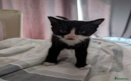 British Shorthair cats for sale: Kittens ready to leave  - Image 2