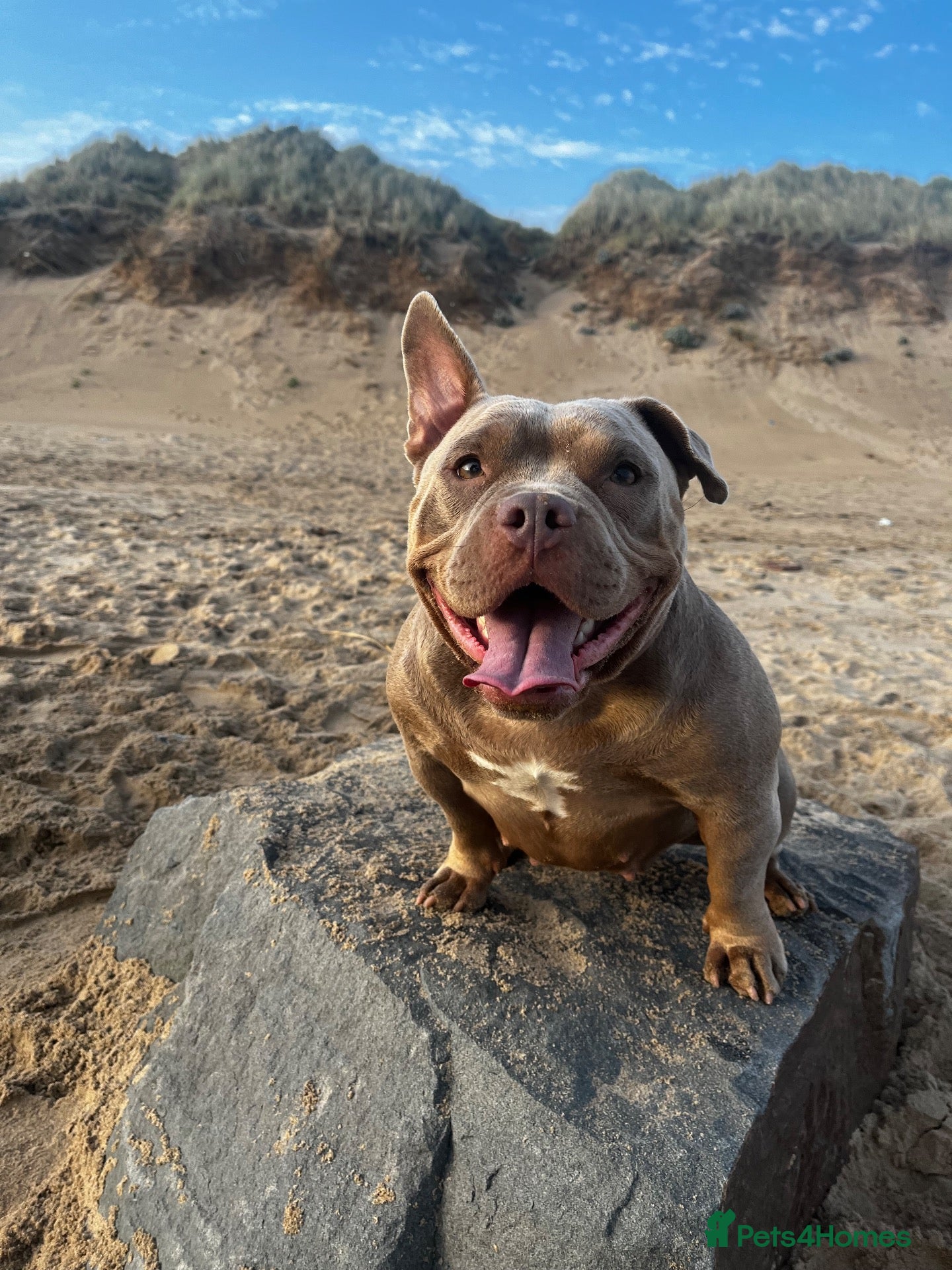 Mixed Breed dogs for sale: 5 year old micro bully - Advert 1