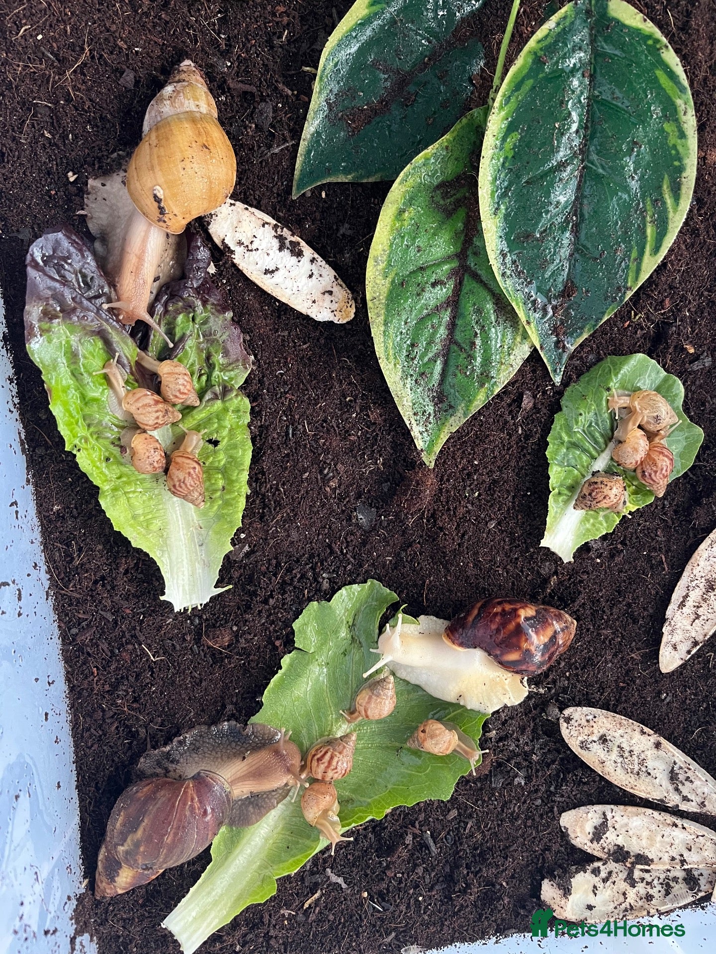 Snails invertebrates Baby giant African land snails  - Advert 11