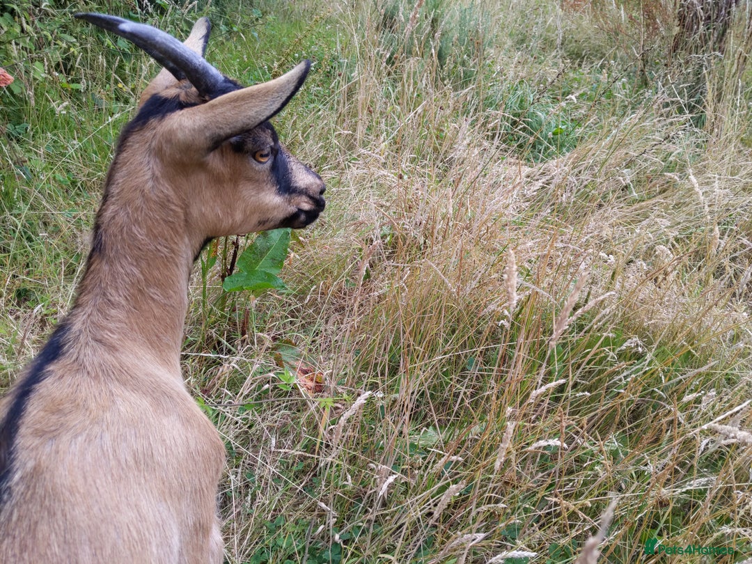 Goats livestock for sale: Rare breed English Grade A female Goats for sale - Image 4