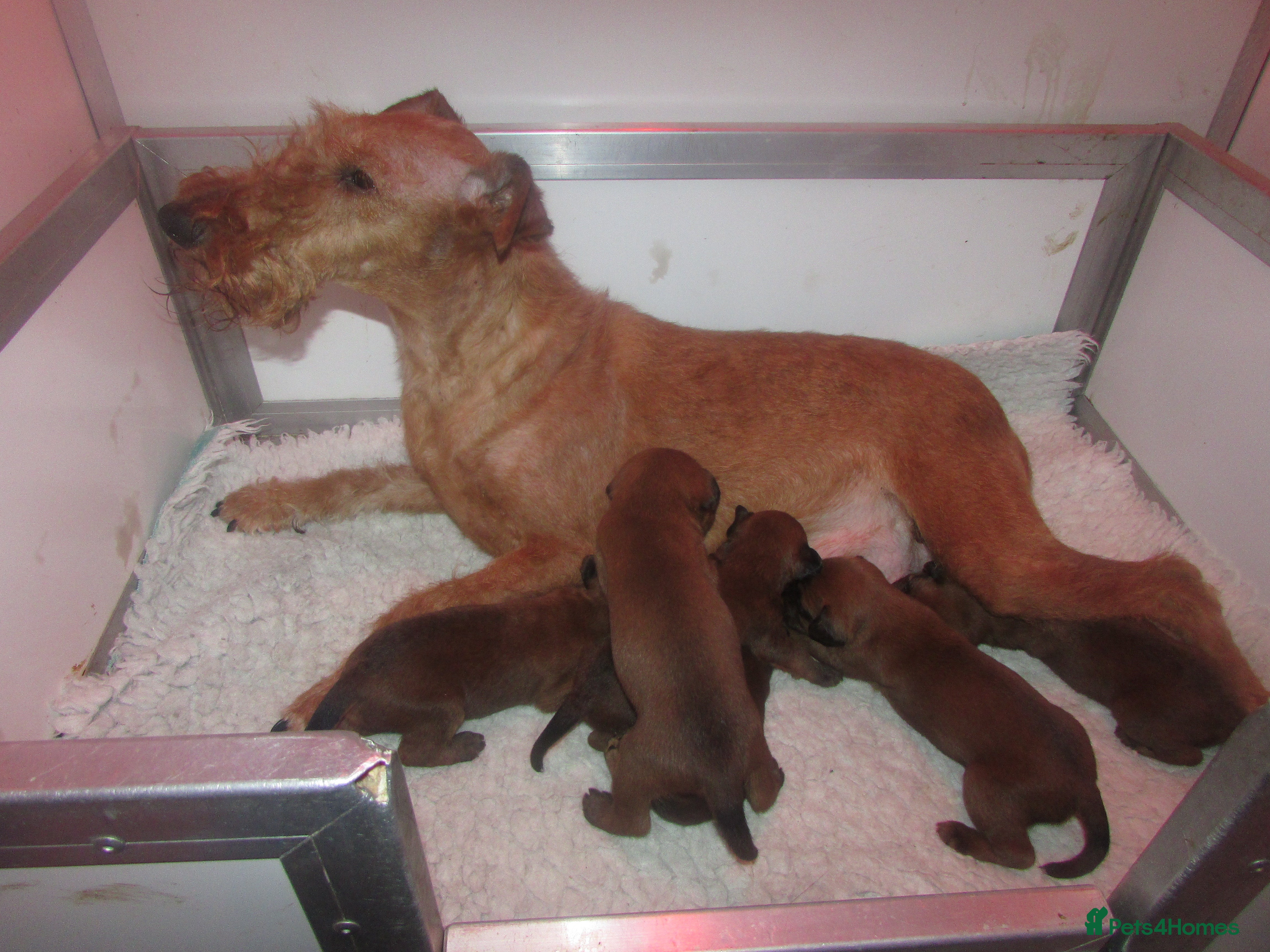 Irish Terrier dogs Lovely outgoing puppies - Advert 15