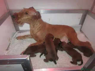 Irish Terrier dogs Lovely outgoing puppies - Advert 15