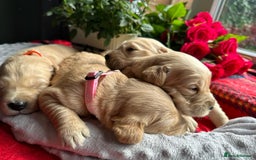 Golden Retriever dogs for sale: KC/FCI Well-Bred, Health CERTIFICATED,DAD CHAMPION - Image 8