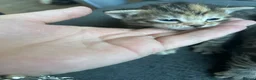 Mixed Breed cats for sale: Gorgeous tabby kittens  in Buckfastleigh - Advert 7