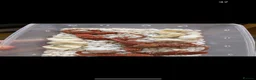 Bearded Dragon reptiles for sale: Variety Of Red German Giants and G Stripe Dunners  - Advert 3