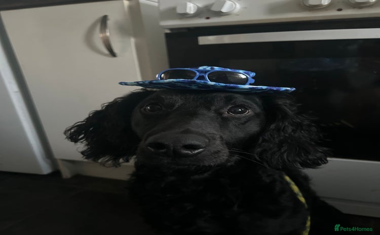 Cockapoo dogs - Advert 12