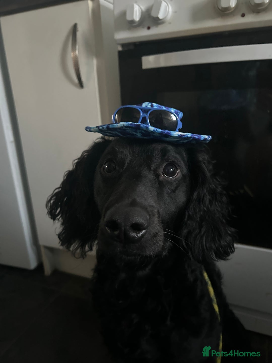 Cockapoo dogs for sale: Male cockapoo - Image 1