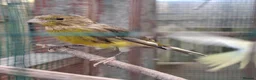 Canaries birds for sale: Canaries for sale - Advert 2