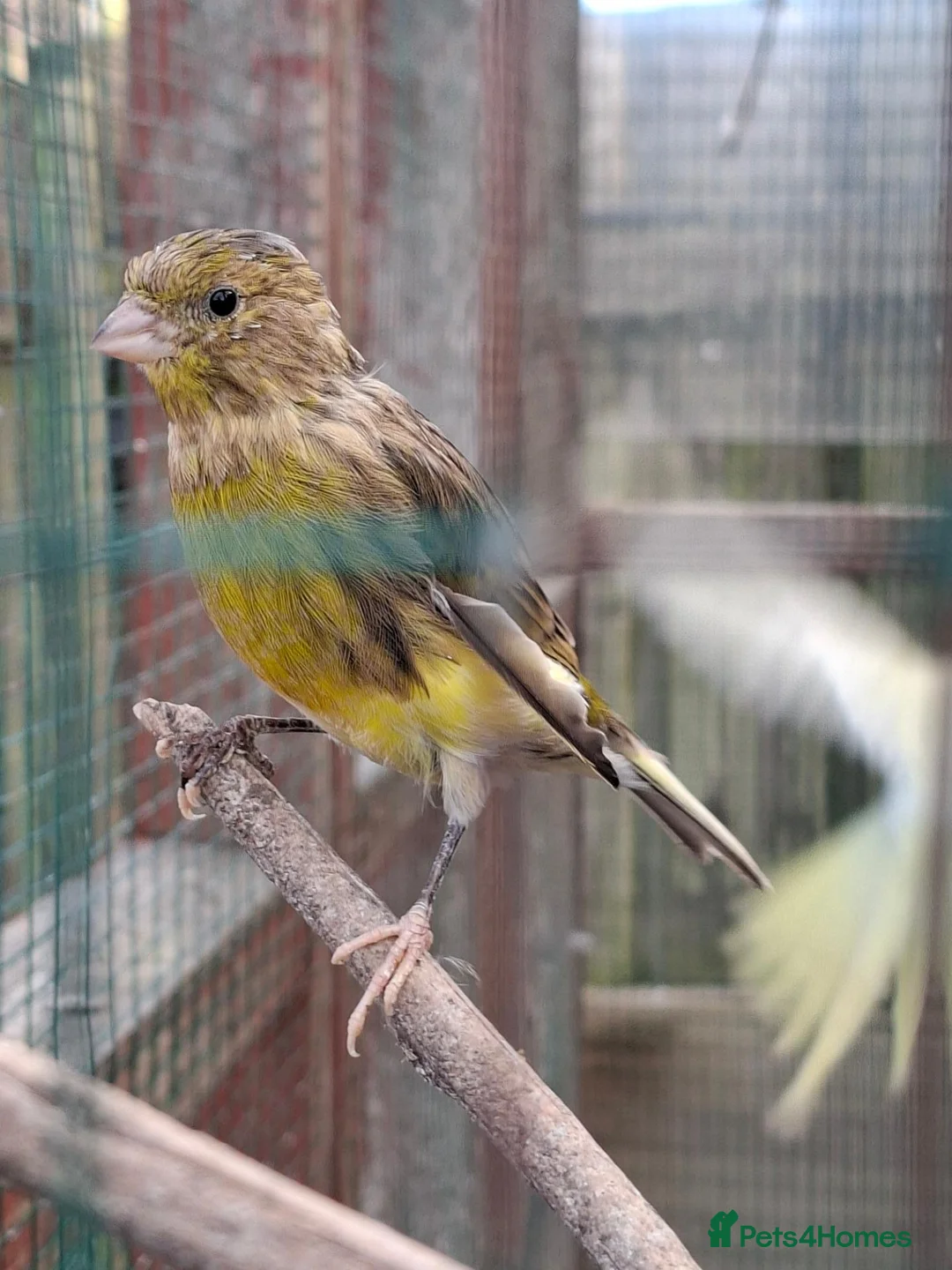Canaries birds for sale: Canaries for sale - Advert 2