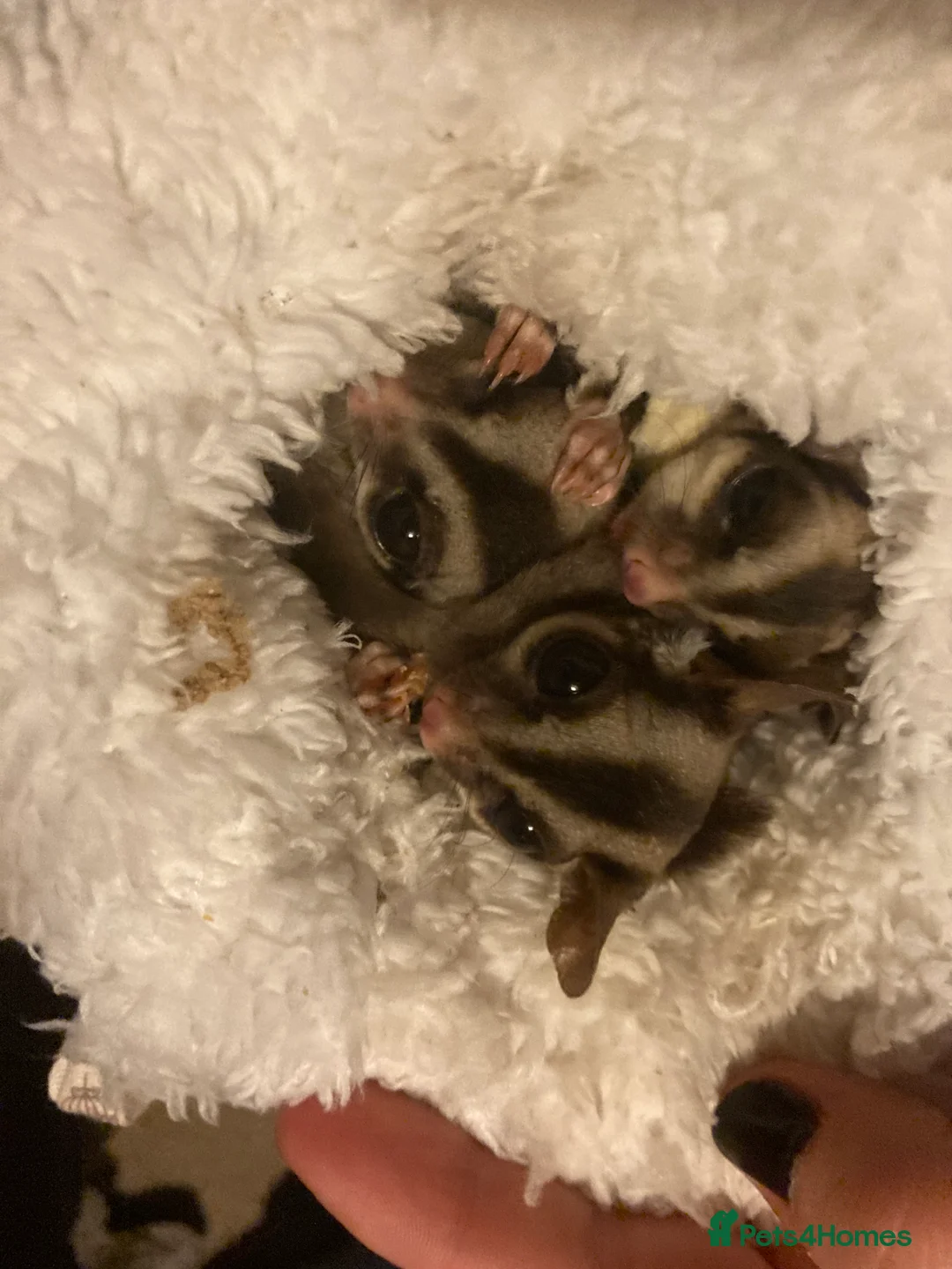 Sugar Glider rodents for sale: 3 female sugar gliders and set up - Advert 15