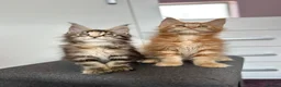 Maine Coon cats for sale: ✨5 GCCF Pure bred MC kittens  - Advert 17