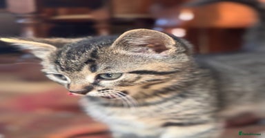 British Shorthair cats - Advert 10