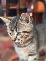 British Shorthair cats - Advert 2