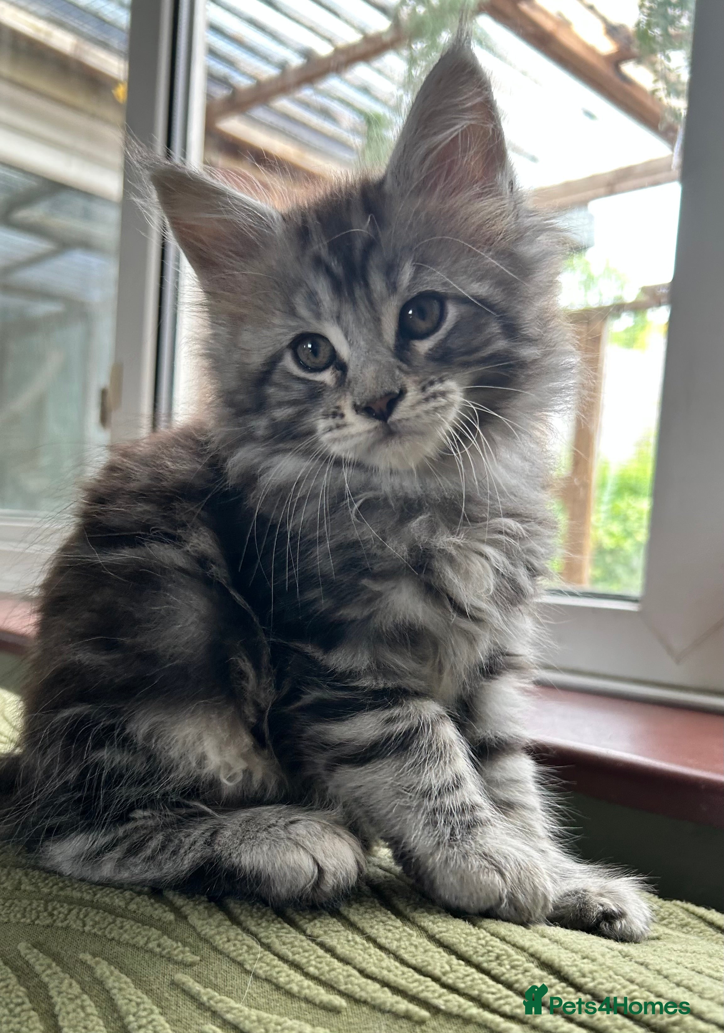 Maine Coon cats Beautiful Mainecoon kittens  - Advert 5
