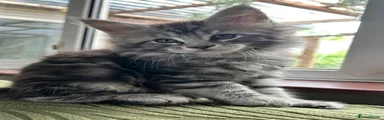 Maine Coon Kitten 1