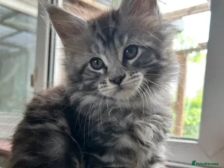 Maine Coon cats Beautiful Mainecoon kittens - Advert 5