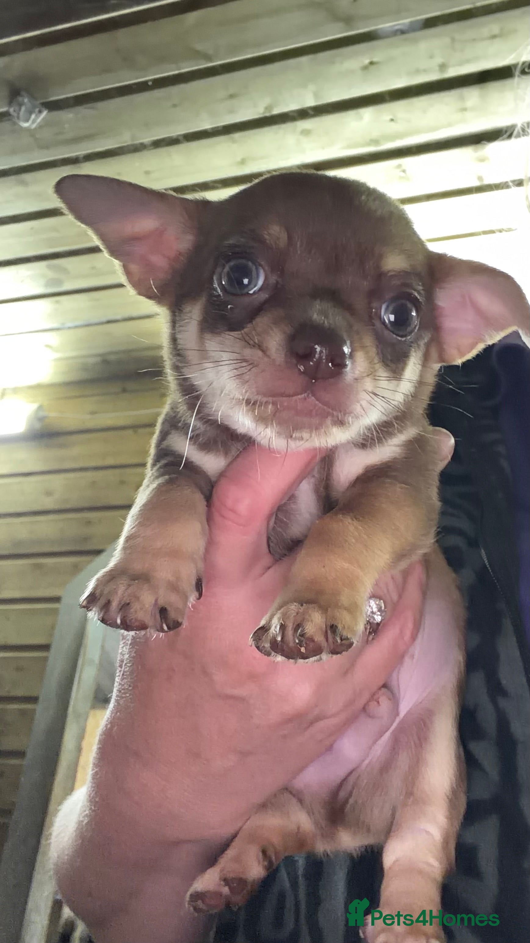 Chihuahua dogs Chihuahua puppies  - Advert 2