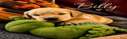 Golden Retriever dogs for sale: KC Registered Puppies From Our Much Loved Goldens! - Advert 22