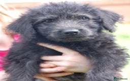 Mixed Breed dogs for sale: F1 Shepadoodle Puppies in Boston - Image 6
