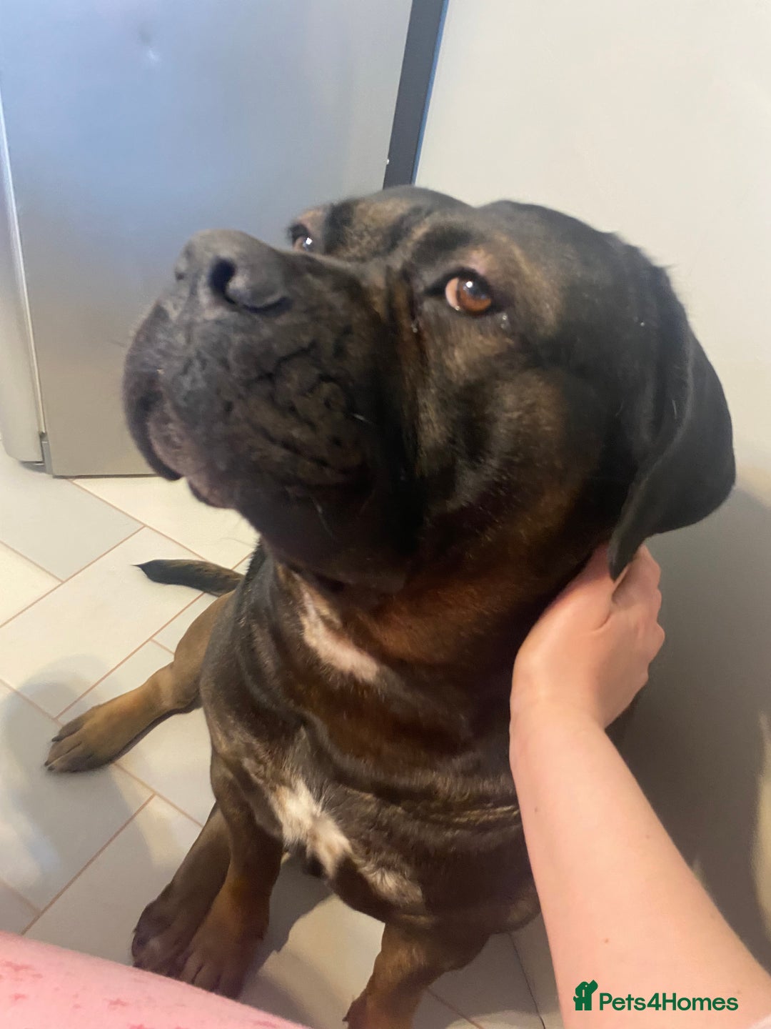 Cane Corso dogs for sale: Cane Corso boy - Image 4