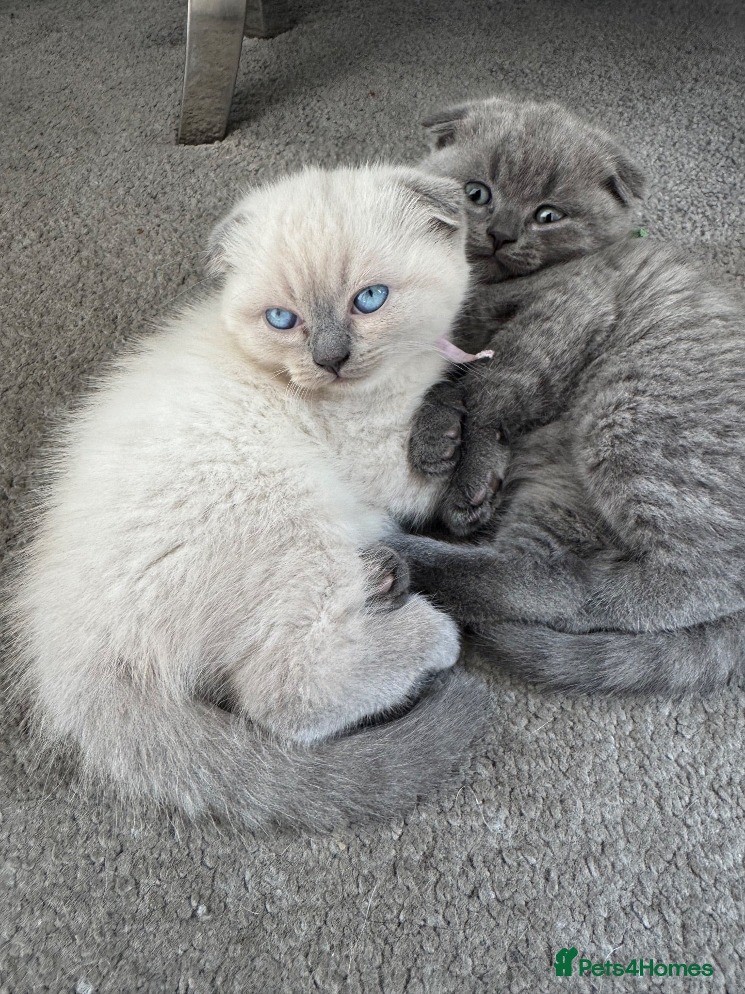British Shorthair cats British Shorthair kittens - Advert 1