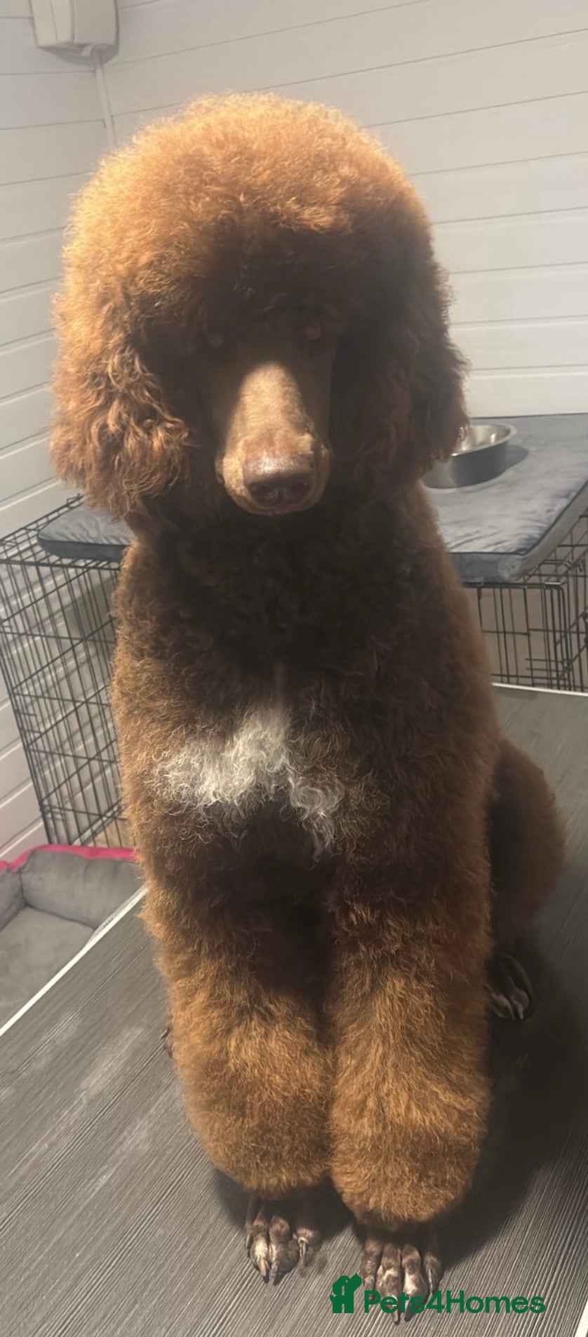 Bernedoodle dogs for sale: Stunning bernedoodle pups puppies  - Advert 1
