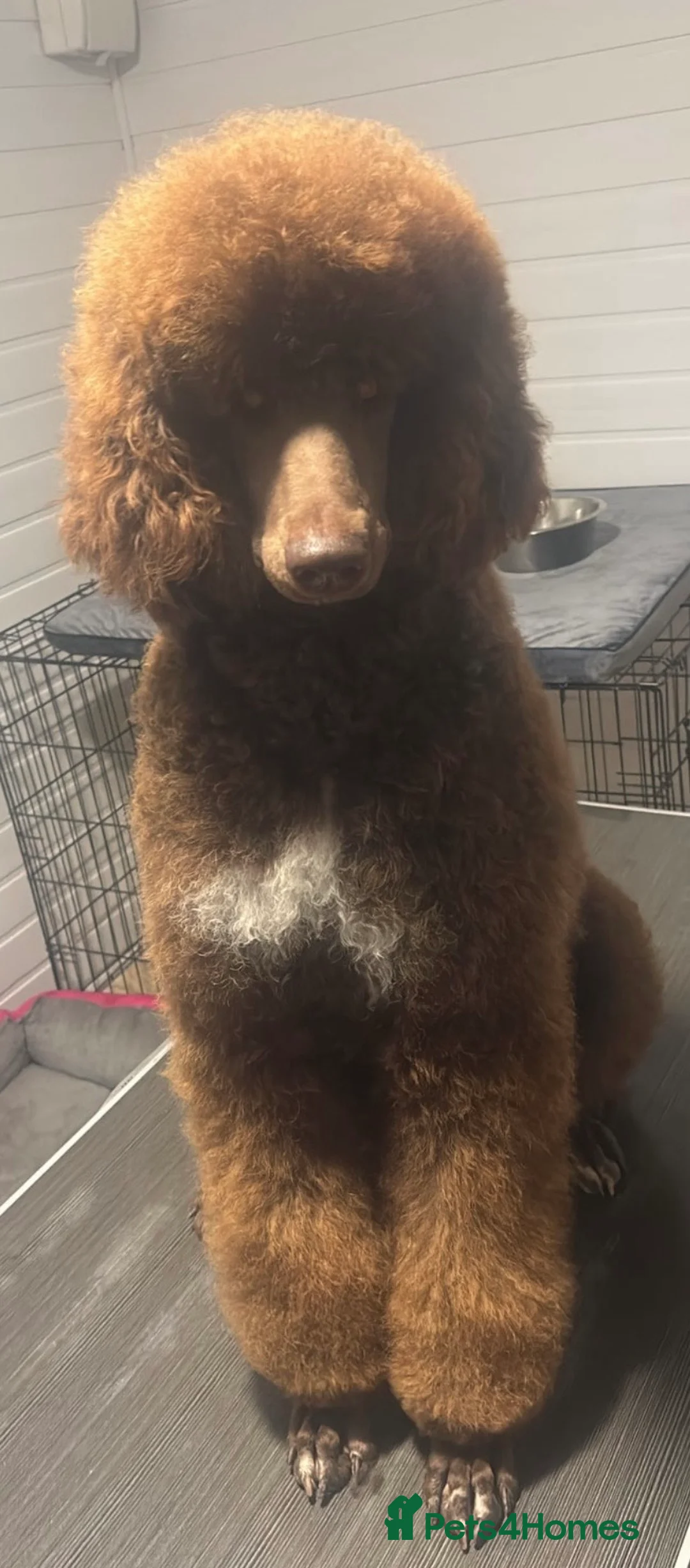 Bernedoodle dogs for sale: Stunning bernedoodle pups puppies  - Advert 1