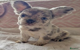 French Bulldog dogs for sale: French bulldog puppies health clear last boy in Hastings - Image 3
