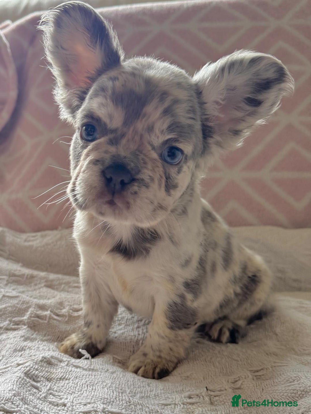 French Bulldog dogs for sale: French bulldog puppies health clear last boy in Hastings - Image 3